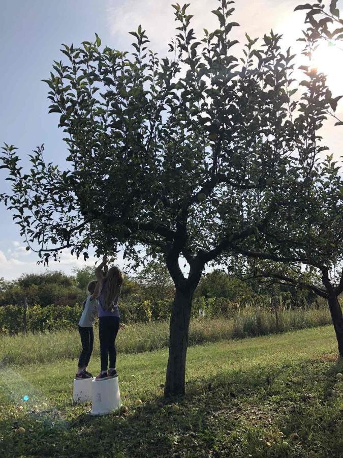 Baranja Black Hill'S Gajic Экстерьер фото