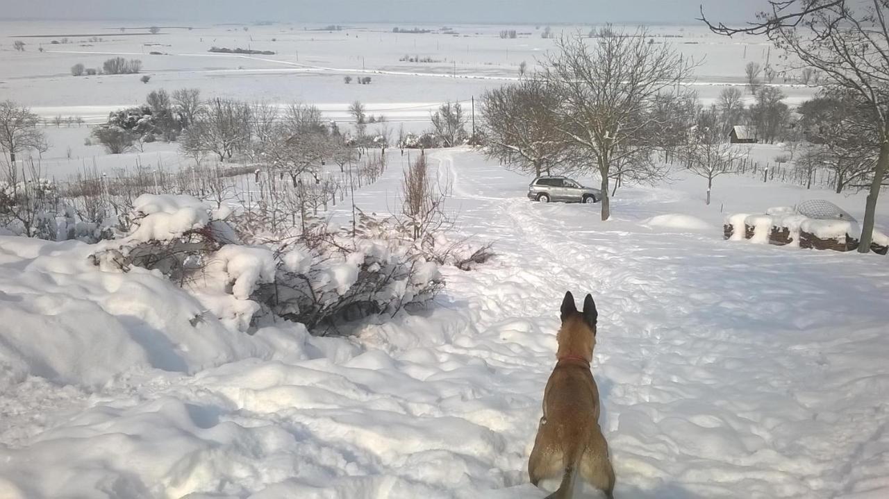 Baranja Black Hill'S Gajic Экстерьер фото