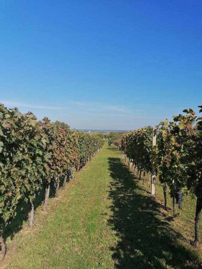 Baranja Black Hill'S Gajic Экстерьер фото